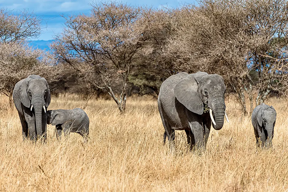 Landscape with a group of elephants in a grassy savanna.